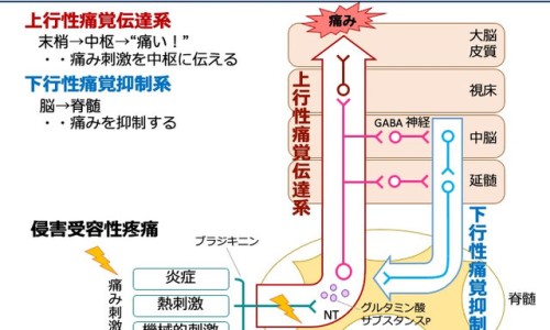 鸡脯肉有营养吗 吃鸡脯肉和纯瘦肉哪个更有营养-【鸡脯肉热量高吗】鸡脯肉含蛋白质多吗 - 鸡脯肉含脂肪吗网